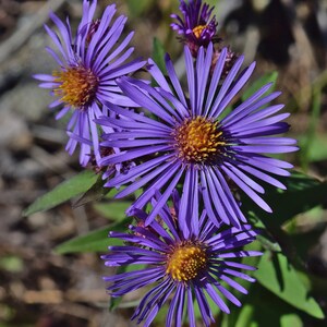 NEW ENGLAND ASTER Seeds *Free Shipping!* Fresh & Organic Aster novae-angliae Seeds, Purple Outdoor Flower Seeds Bulk | Purple Aster afbeelding 3