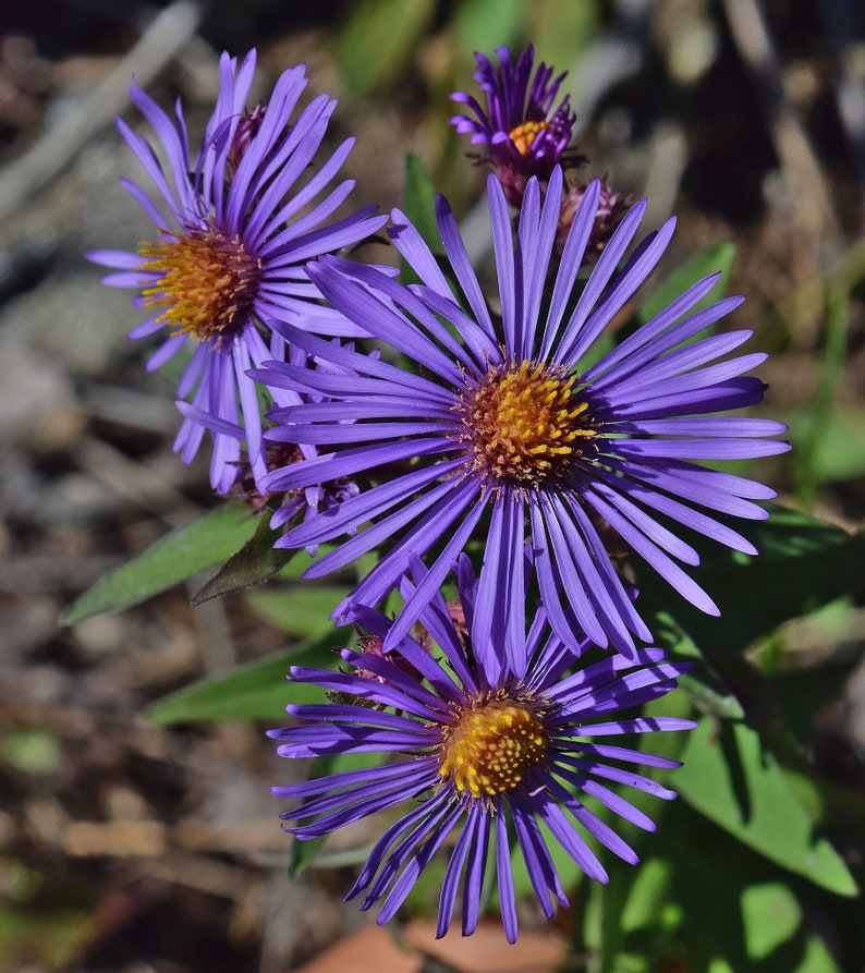 NEW ENGLAND ASTER Seeds *Free Shipping!* Fresh & Organic Aster novae-angliae Seeds, Purple Outdoor Flower Seeds Bulk | Purple Aster afbeelding 3
