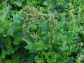 GOOD-KING-HENRY Seeds *Free Shipping!* Fresh & Organic English Mercury Goosefoot (Chenopodium bonus-henricus) Green Perennial Flower Seeds product logo