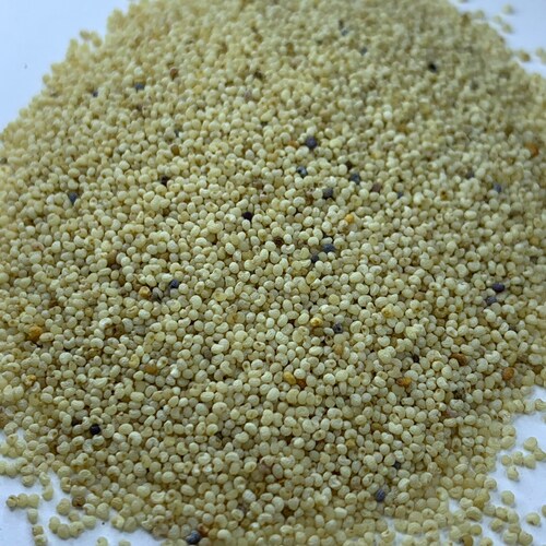 PERSIAN WHITE Poppy Seeds FREE Shipping White Papaver Etsy