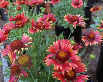 Graines BLANKETFLOWER BOURGOGNE *Livraison GRATUITE !* Graines fraîches et biologiques de Gaillardia aristata | graines de fleurs d'extérieur rouges en vrac