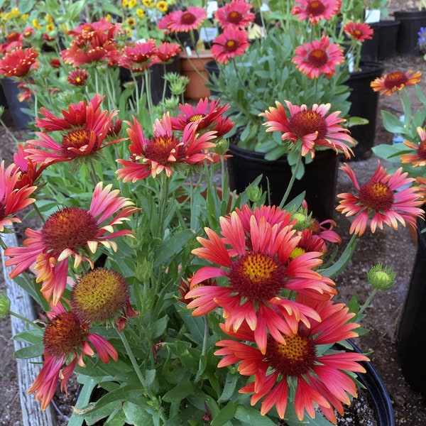 Graines de BLANKETFLOWER BOURGOGNE *Livraison GRATUITE!* Graines fraîches et biologiques de Gaillardia aristata | graines de fleurs d'extérieur rouges en vrac