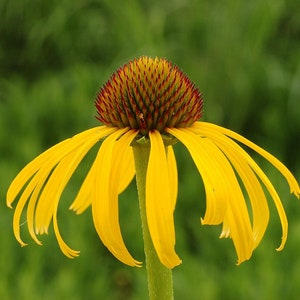 YELLOW CONEFLOWER Seeds *FREE Shipping!* Fresh & Organic Echinacea paradoxa seeds | yellow outdoor flower seeds bulk | Yellow Echinacea