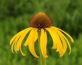 YELLOW CONEFLOWER Seeds *FREE Shipping!* Fresh & Organic Echinacea paradoxa seeds | yellow outdoor flower seeds bulk | Yellow Echinacea