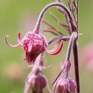 Peut inclure: Gros plan sur un bouton de fleur rose &agrave; la texture duveteuse. Le bouton de fleur est sur une tige fine avec plusieurs autres boutons.