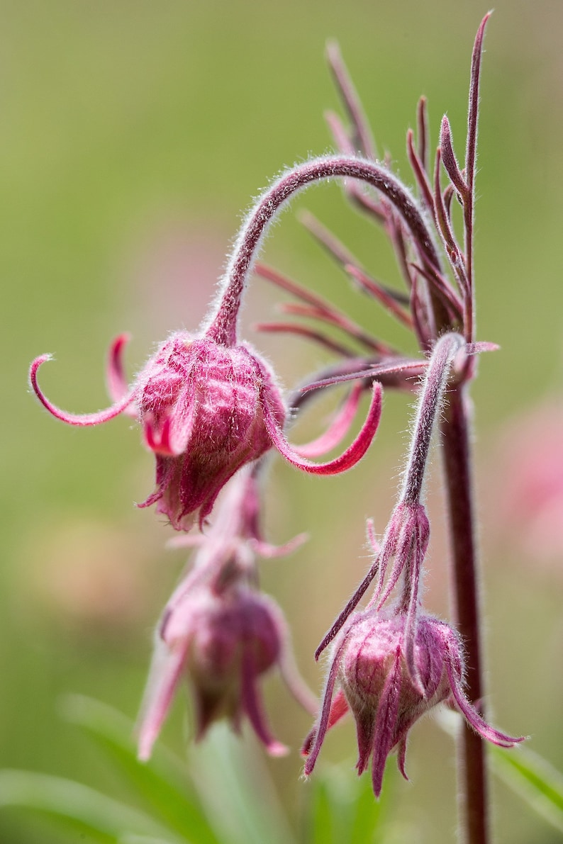 Peut inclure: Gros plan sur un bouton de fleur rose &agrave; la texture duveteuse. Le bouton de fleur est sur une tige fine avec plusieurs autres boutons.