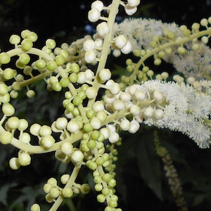 BLACK COHOSH Seeds *FREE Shipping!* Fresh & Organic Bugbane, Snakeroot, Fairy Candle (Cimicifuga racemosa) Annual Herb Flower Seeds Bulk