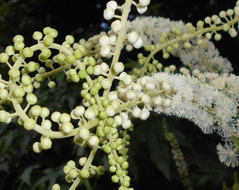 BLACK COHOSH Seeds *FREE Shipping!* Fresh & Organic Bugbane, Snakeroot, Fairy Candle (Cimicifuga racemosa) Annual Herb Flower Seeds Bulk