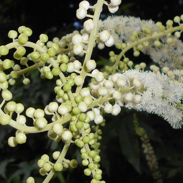 BLACK COHOSH Seeds *FREE Shipping!* Fresh & Organic Bugbane, Snakeroot, Fairy Candle (Cimicifuga racemosa) Annual Herb Flower Seeds Bulk