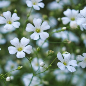 BABYS BREATH Seeds *Free Shipping!* Fresh & Organic Gypsophila elegans Seeds, White Indoor-Outdoor Flower Seeds Bulk | Showy Babys Breath
