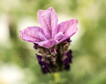 lotus flower seeds Buy Lotus Seed Pods for Isopods and Shrimp Botanicals – IHEARTBUGS, INC