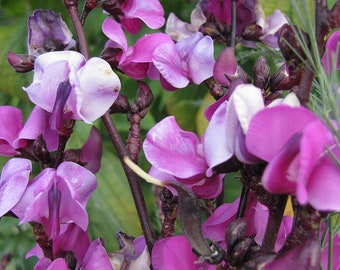 HYACINTH BEAN Seeds *FREE Shipping!* Fresh & Organic Dolichos lablab seeds | purple outdoor flower seeds bulk | Lablab dolichos