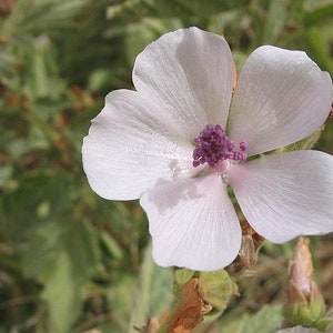May include: A single, pale pink flower with a purple center. The flower has five petals and is in focus, while the green foliage behind it is blurred.