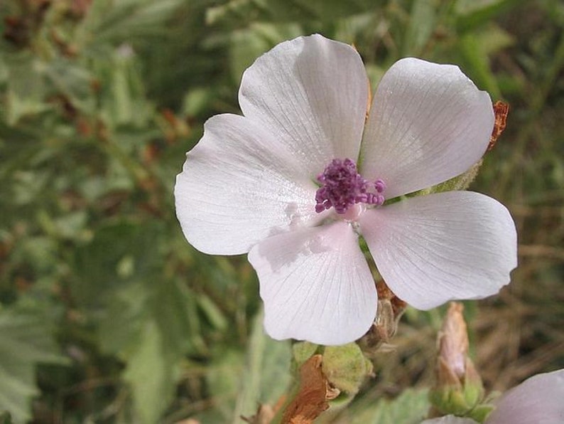 May include: A single, pale pink flower with a purple center. The flower has five petals and is in focus, while the green foliage behind it is blurred.