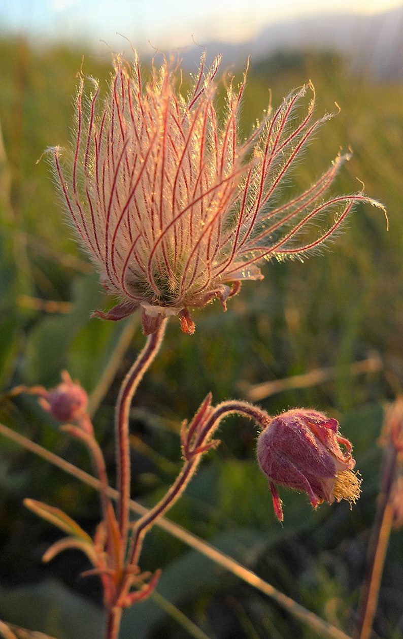 Graines PRAIRE SMOKE * Livraison GRATUITE ! * Graines fraîches et biologiques de Geum triflorum, graines de fleurs roses pour plantes d'extérieur en vrac | Graine de fleurs sauvages Cherry Drop image 3
