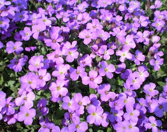 May include: A close-up of a bed of purple flowers. The flowers are in full bloom and have a delicate, soft appearance.