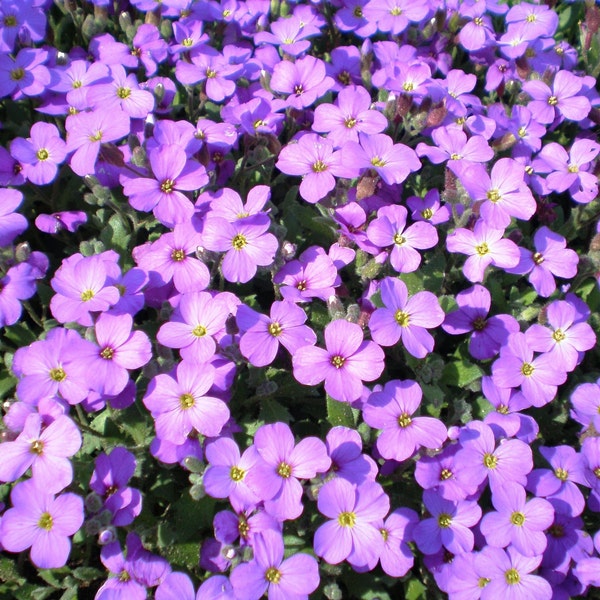 PURPLE ROCKCRESS Seeds *Free Shipping!* Fresh & Organic Aubrieta deltoidea Seeds | Purple Outdoor Flower Seeds for Planting, Ground Cover