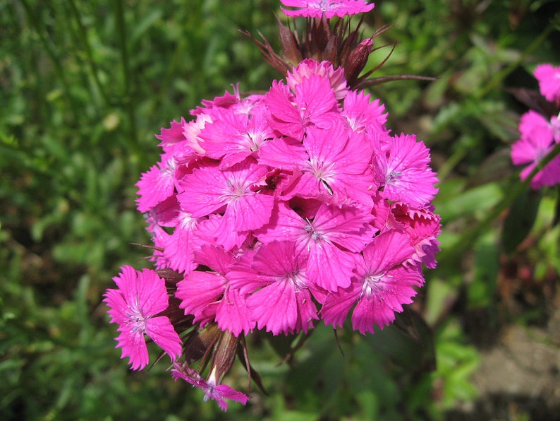 MunjoySeeds Dianthus Seeds - Thumbnail 2