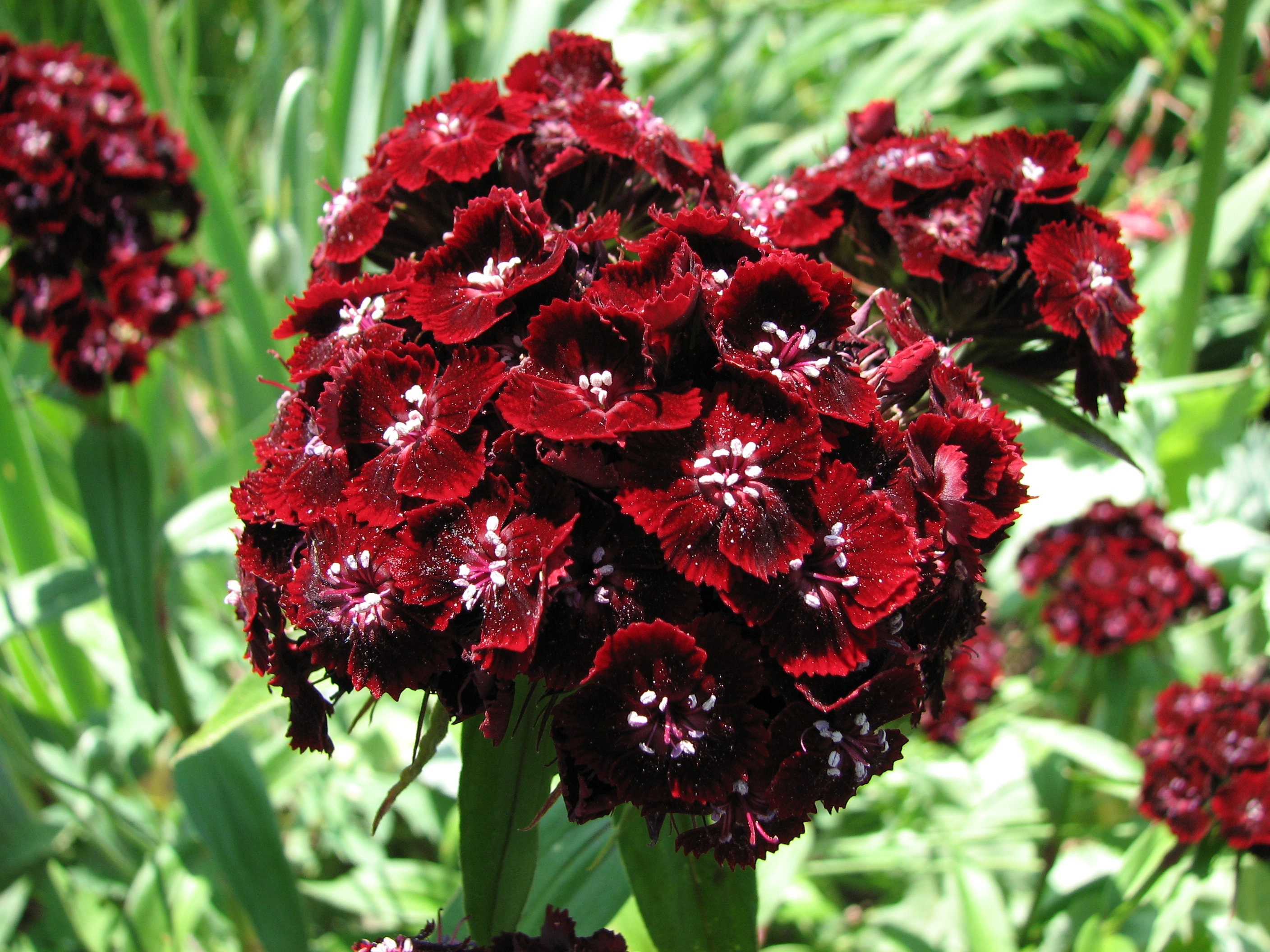 DUNETTI DIANTHUS Seeds *FREE Shipping!* Fresh & Organic Dianthus barbatus seeds | red outdoor flower seeds bulk | Red Sweet William