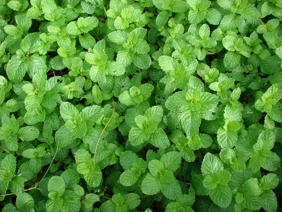 100+ Spearmint Seeds (Mentha Spicata) - Non-GMO, Easy To Grow Herb, Free Shipping!