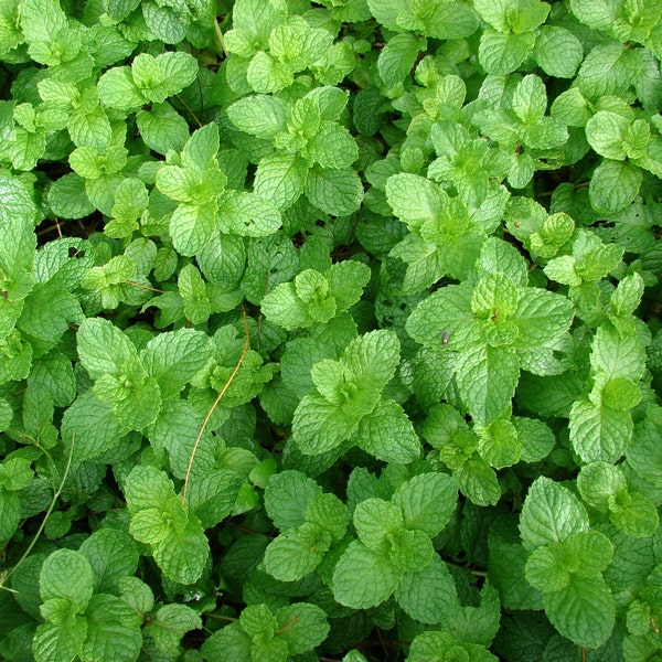 SPEARMINT Seeds *Free Shipping!* Fresh & Organic Mentha spicata Seeds | Flowering Herb Seeds for Planting | Aromatic Garden Mint