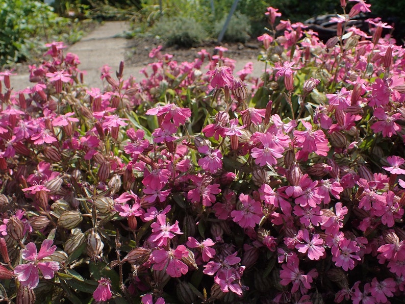 NODDING CATCHFLY Seeds *free Shipping!* Fresh & Organic Silene Pendula ...