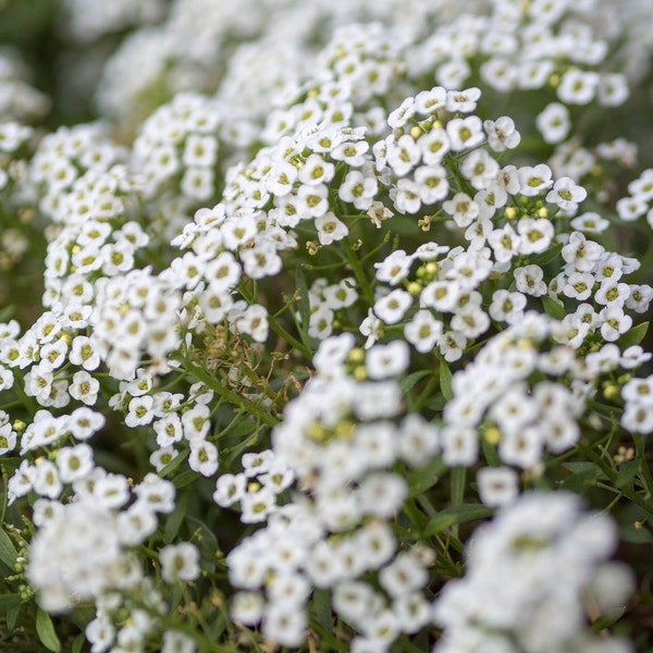 ROYAL CARPET Seeds *Free Shipping!* Fresh & Organic Lobularia maritima | Outdoor Ground Cover Flower Seeds for Planting | Sweet Alyssum