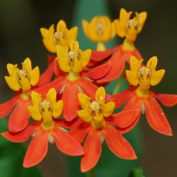 TROPICAL MILKWEED Seeds *FREE Shipping!* Fresh & Organic Orange Blood Flower (Asclepias curassavica) Butterfly Perennial Flower Seeds Bulk