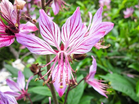 GAS PLANT Seeds *FREE Shipping!* Fresh & Organic Dictamnus Albus Seeds |  Pink Outdoor Flower Seeds Bulk | Burning Bush Fraxinella Dittany - Etsy