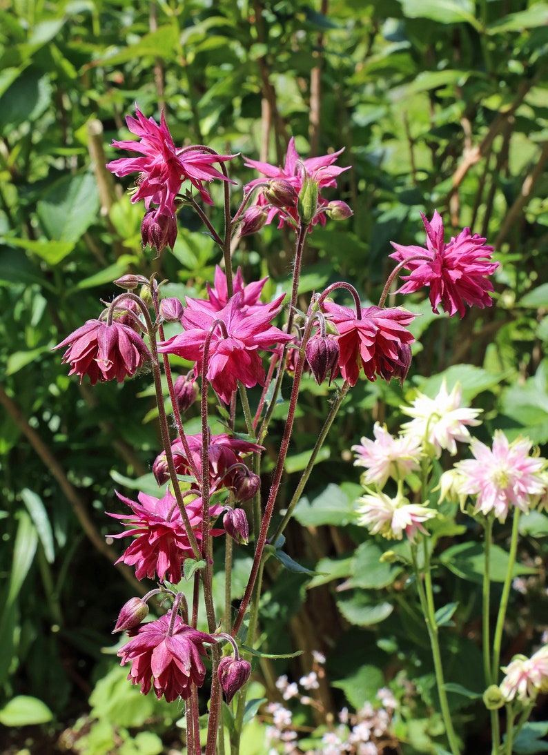 MunjoySeeds Barlow Columbine Seeds