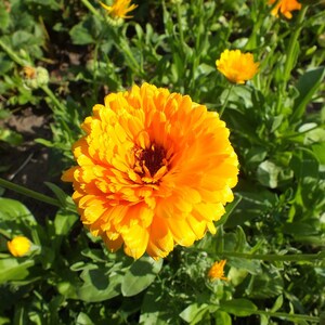 POT MARIGOLD Seeds *Free Shipping!* Fresh & Organic Calendula officinalis Seeds | Yellow Outdoor Flower Seeds for Planting