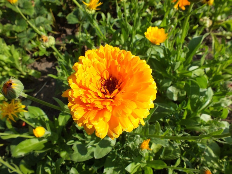 POT MARIGOLD Seeds *Free Shipping!* Fresh & Organic Calendula officinalis Seeds | Yellow Outdoor Flower Seeds for Planting