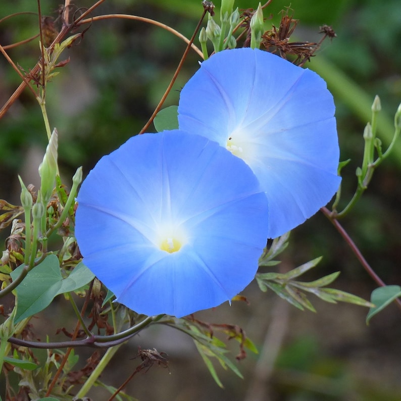 May include: Two blue morning glory flowers with white centers are blooming on a vine. The flowers are in focus and the background is blurred.