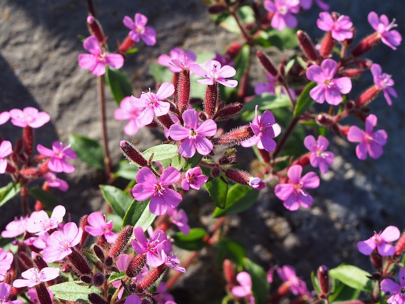 MunjoySeeds Rock Soapwort Seeds - Thumbnail 2