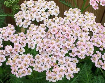 ACHILLEA MILLEFOLIUM Seeds *FREE Shipping!* Fresh & Organic Colorado Yarrow, Allheal, Bloodwort, Pink Yarrow Plant Seeds Bulk