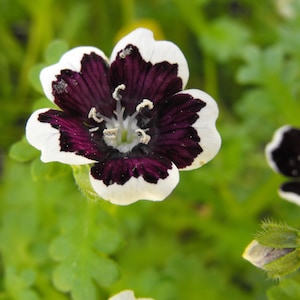 PENNY BLACK NEMOPHILA Seeds *Free Shipping!* Fresh & Organic Nemophila menziesii Seeds, Black Outdoor Flower Seeds Bulk | Baby Black Eyes image 2