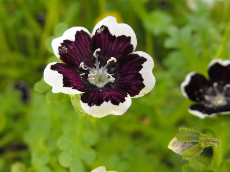 PENNY BLACK NEMOPHILA Seeds *Free Shipping!* Fresh & Organic Nemophila menziesii Seeds, Black Outdoor Flower Seeds Bulk | Baby Black Eyes image 2