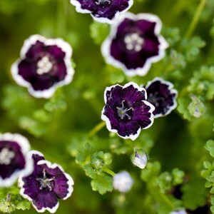 PENNY BLACK NEMOPHILA Seeds *Free Shipping!* Fresh & Organic Nemophila menziesii Seeds, Black Outdoor Flower Seeds Bulk | Baby Black Eyes image 3