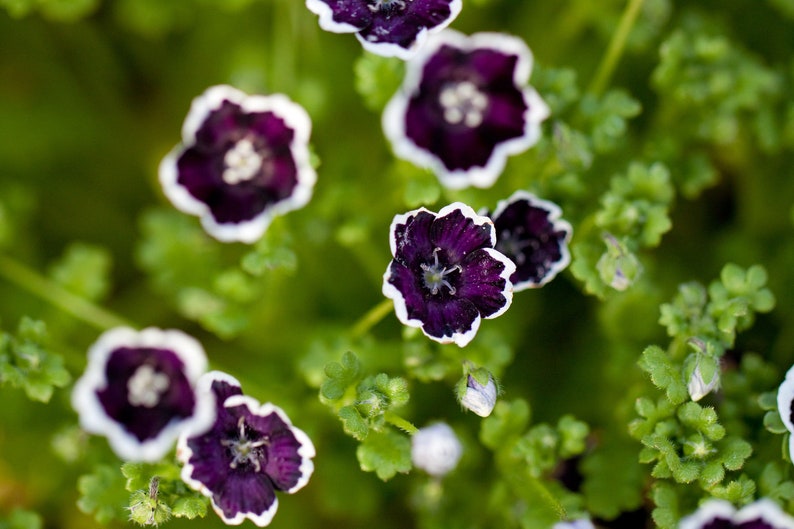 PENNY BLACK NEMOPHILA Seeds *Free Shipping!* Fresh & Organic Nemophila menziesii Seeds, Black Outdoor Flower Seeds Bulk | Baby Black Eyes image 3
