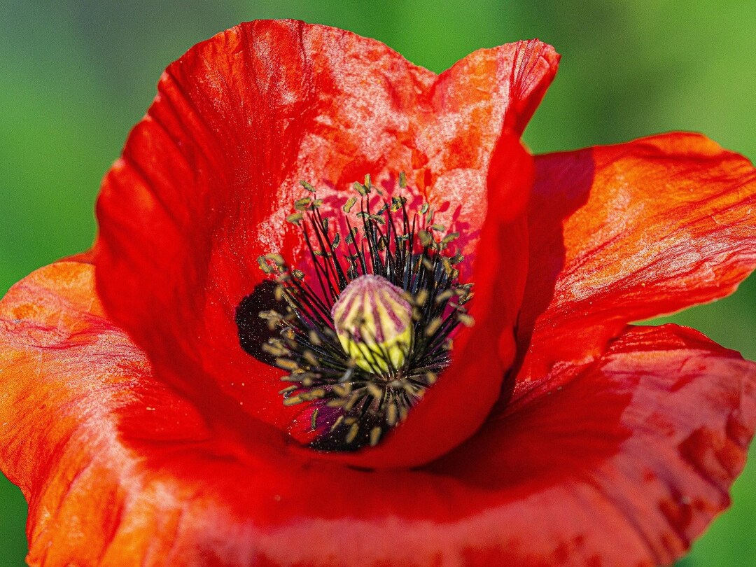 RED BREADSEED POPPY Seeds free Shipping Fresh & Organic Papaver
