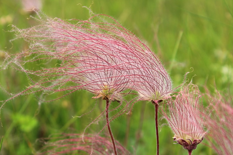 Graines PRAIRE SMOKE * Livraison GRATUITE ! * Graines fraîches et biologiques de Geum triflorum, graines de fleurs roses pour plantes d'extérieur en vrac | Graine de fleurs sauvages Cherry Drop image 2