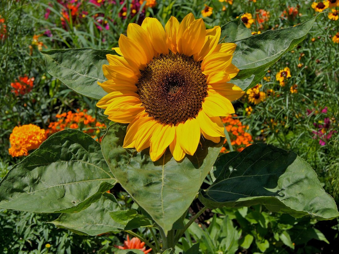 DWARF SUNSPOT SUNFLOWER Seeds *free Shipping!* Fresh & Organic Dwarf ...