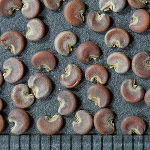 May include: Close-up of a collection of small, brown, kidney-shaped seeds. The seeds are arranged in a random pattern on a gray surface.
