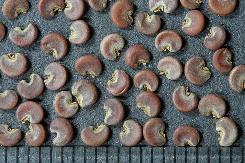 May include: Close-up of a collection of small, brown, kidney-shaped seeds. The seeds are arranged in a random pattern on a gray surface.