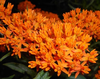 BUTTERFLY WEED Seeds *Free Shipping!* Fresh & Organic Orange Milkweed (Asclepias tuberosa) Butterfly Attracting Perennial Flower Seeds Bulk