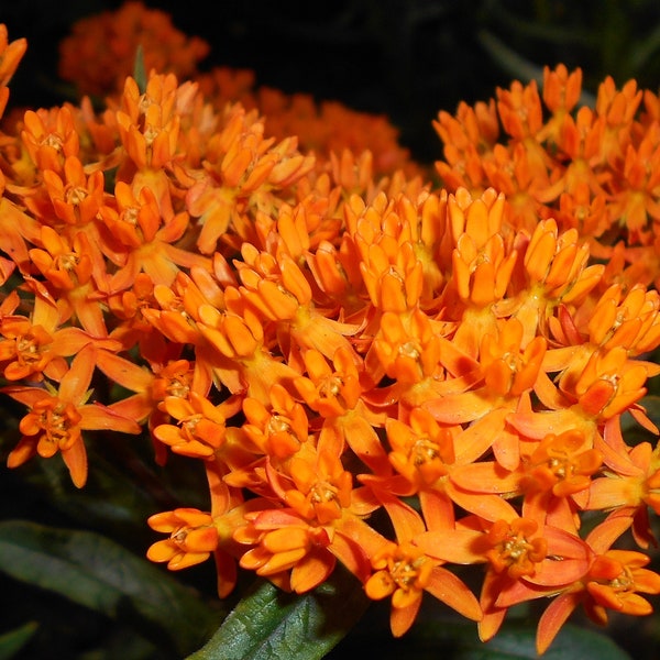 BUTTERFLY WEED Seeds *Free Shipping!* Fresh & Organic Orange Milkweed (Asclepias tuberosa) Butterfly Attracting Perennial Flower Seeds Bulk