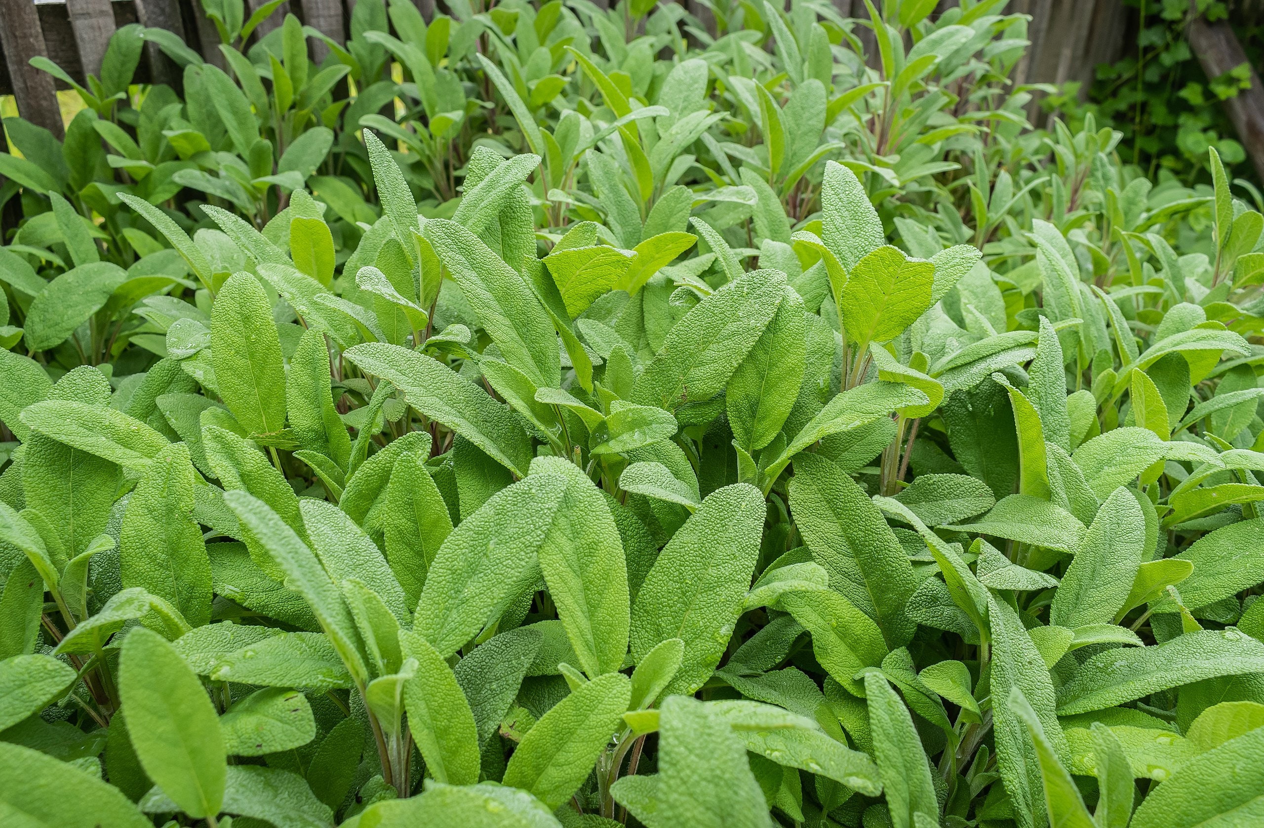 BROADLEAF SAGE Seeds *free Shipping!* Fresh & Organic Salvia ...