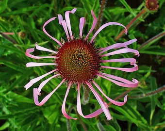 PURPLE CONEFLOWER Seeds *FREE Shipping!* Fresh & Organic Echinacea pallida seeds | purple outdoor flower seeds bulk | Pale Coneflower