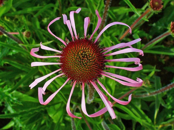 planting tiger lily seeds Tiger Lily Wildflower Seeds – Nature's Garden Seed Company