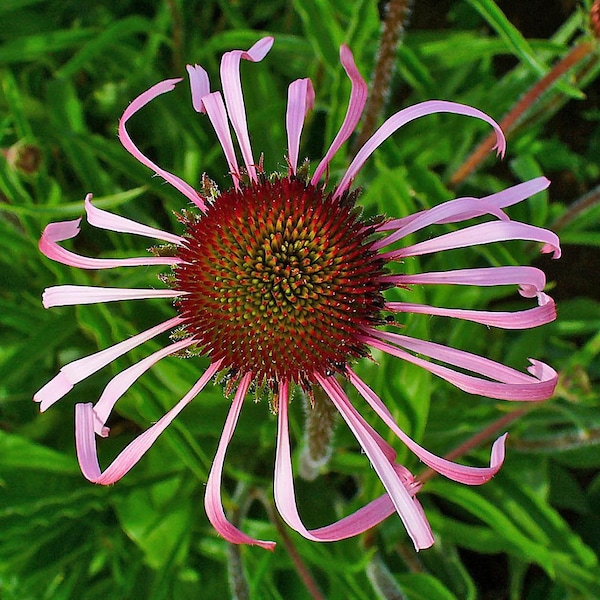 PURPLE CONEFLOWER Seeds *FREE Shipping!* Fresh & Organic Echinacea pallida seeds | purple outdoor flower seeds bulk | Pale Coneflower